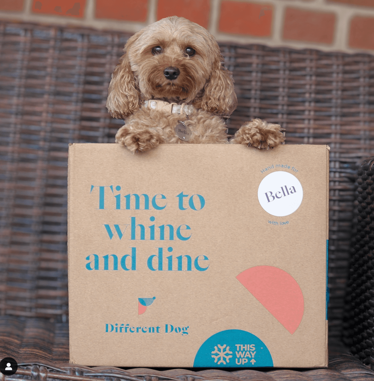 bellathecavapoo
