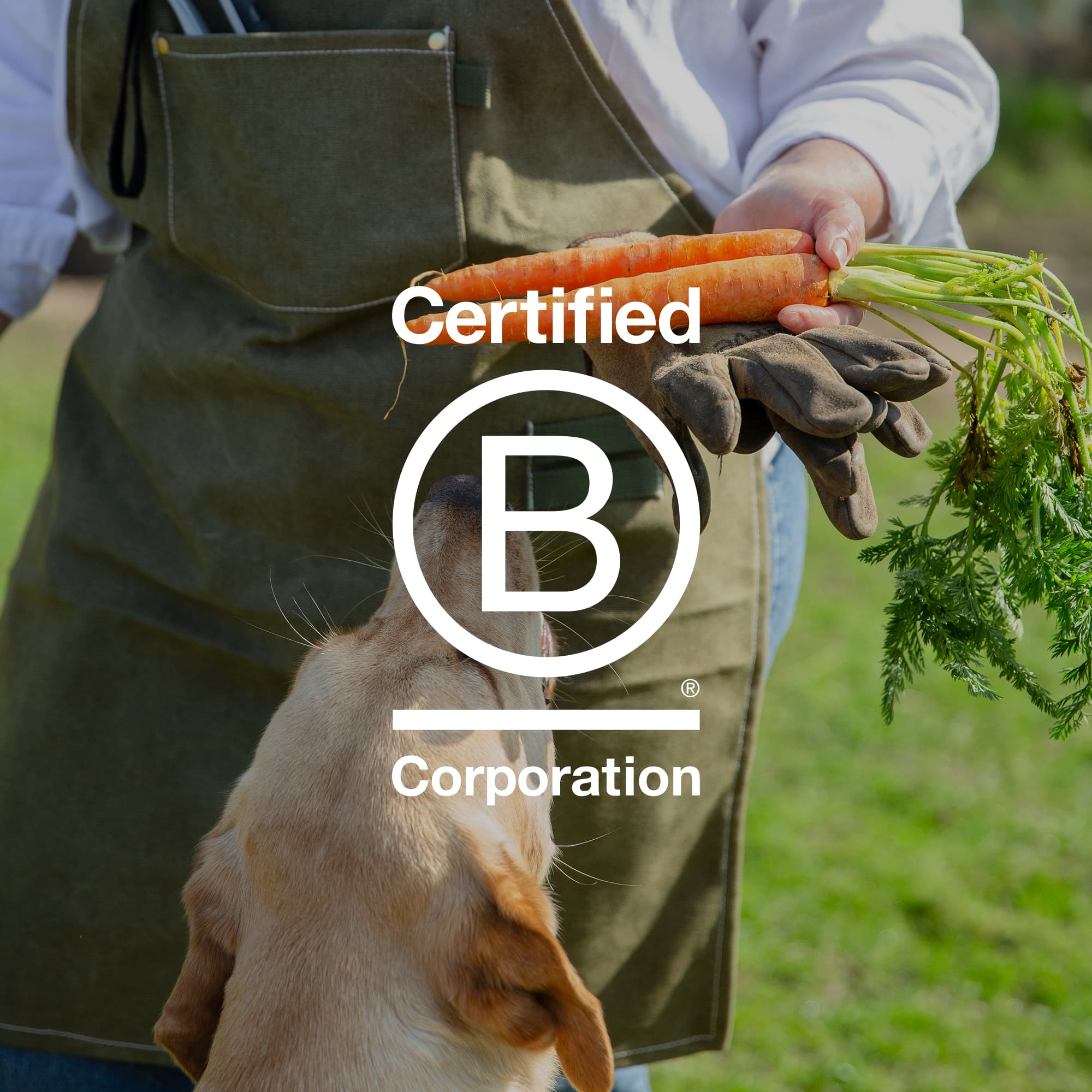Certified B Corp - Our impact