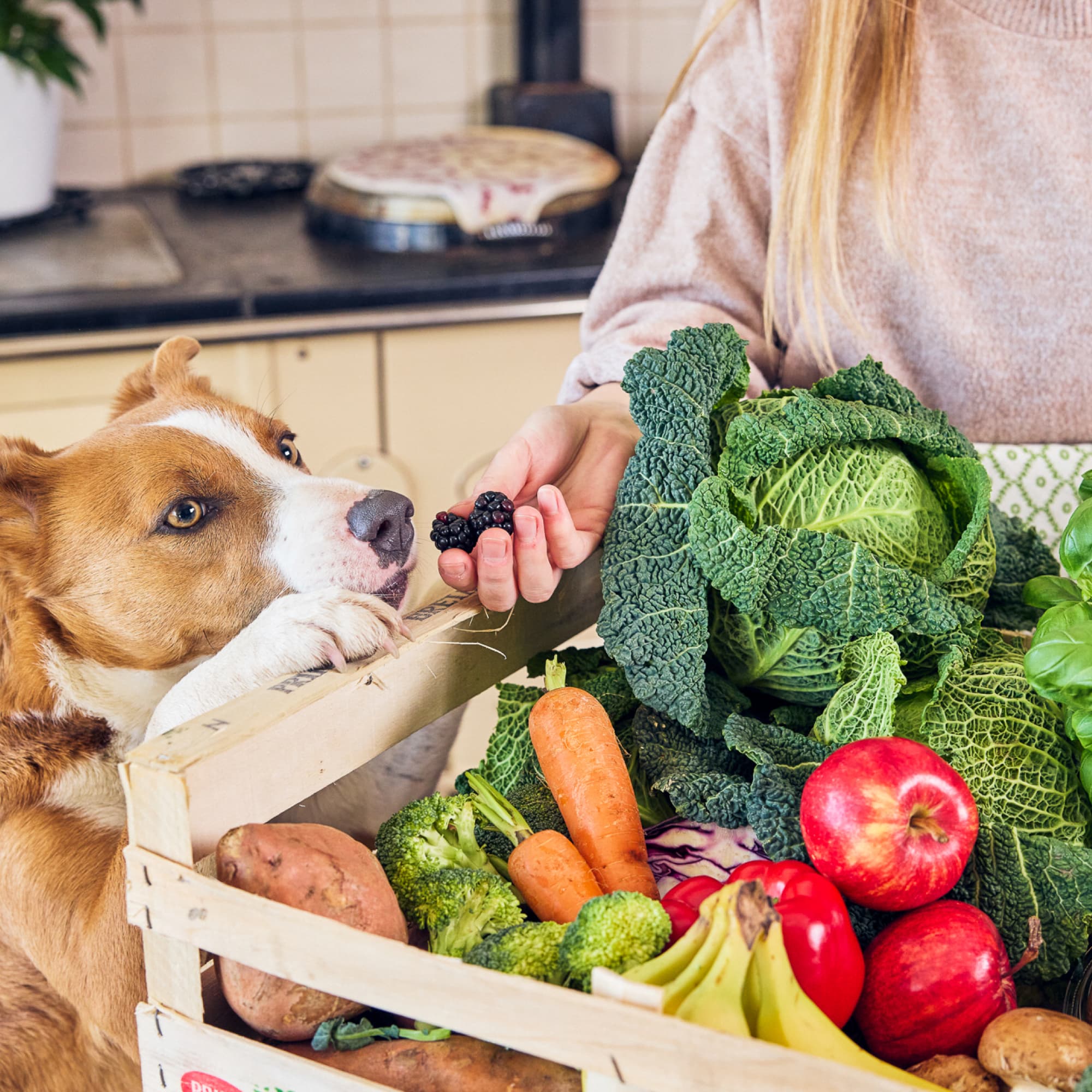 Proper ingredients - The Difference