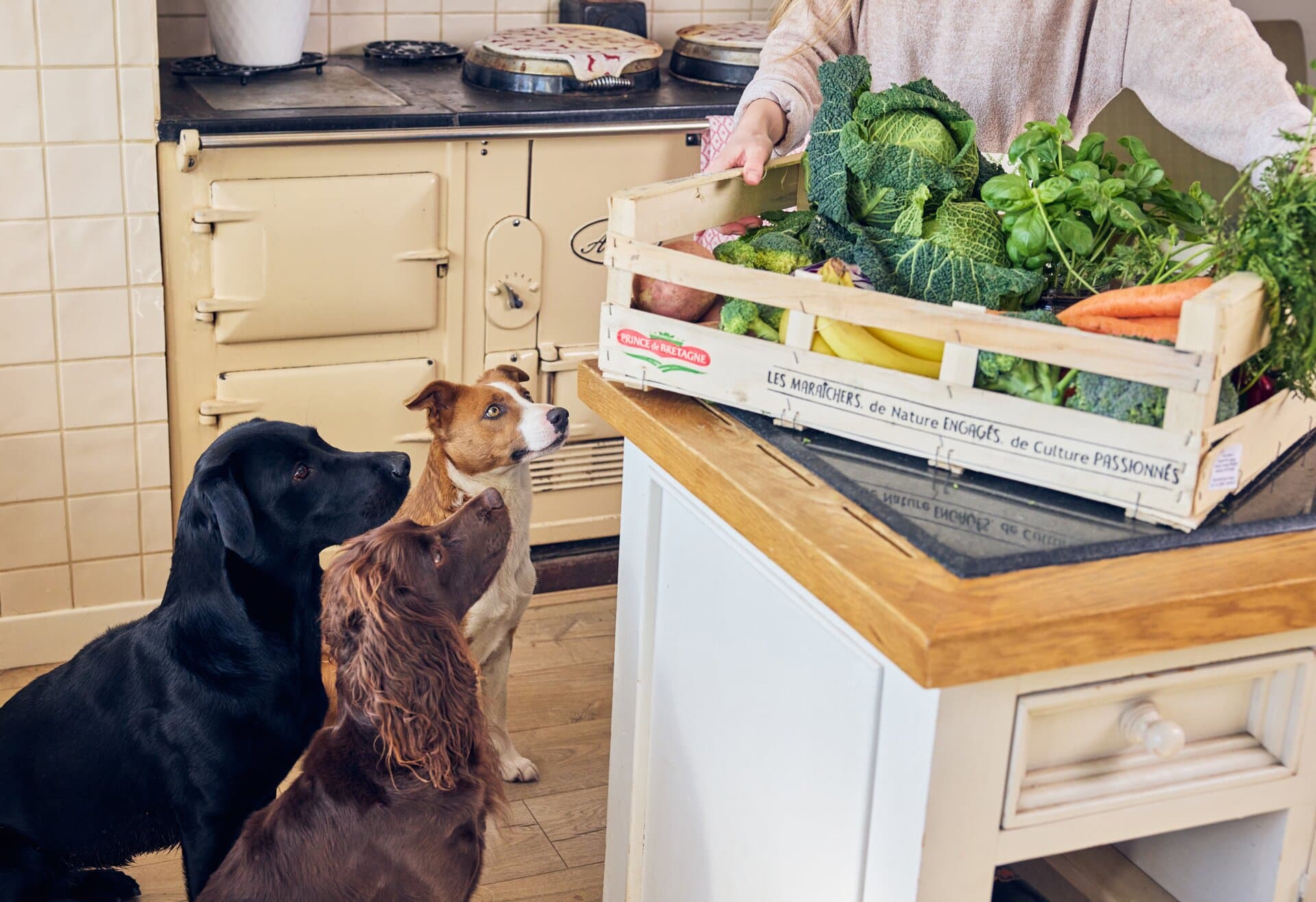7 High Fibre Foods for Dogs