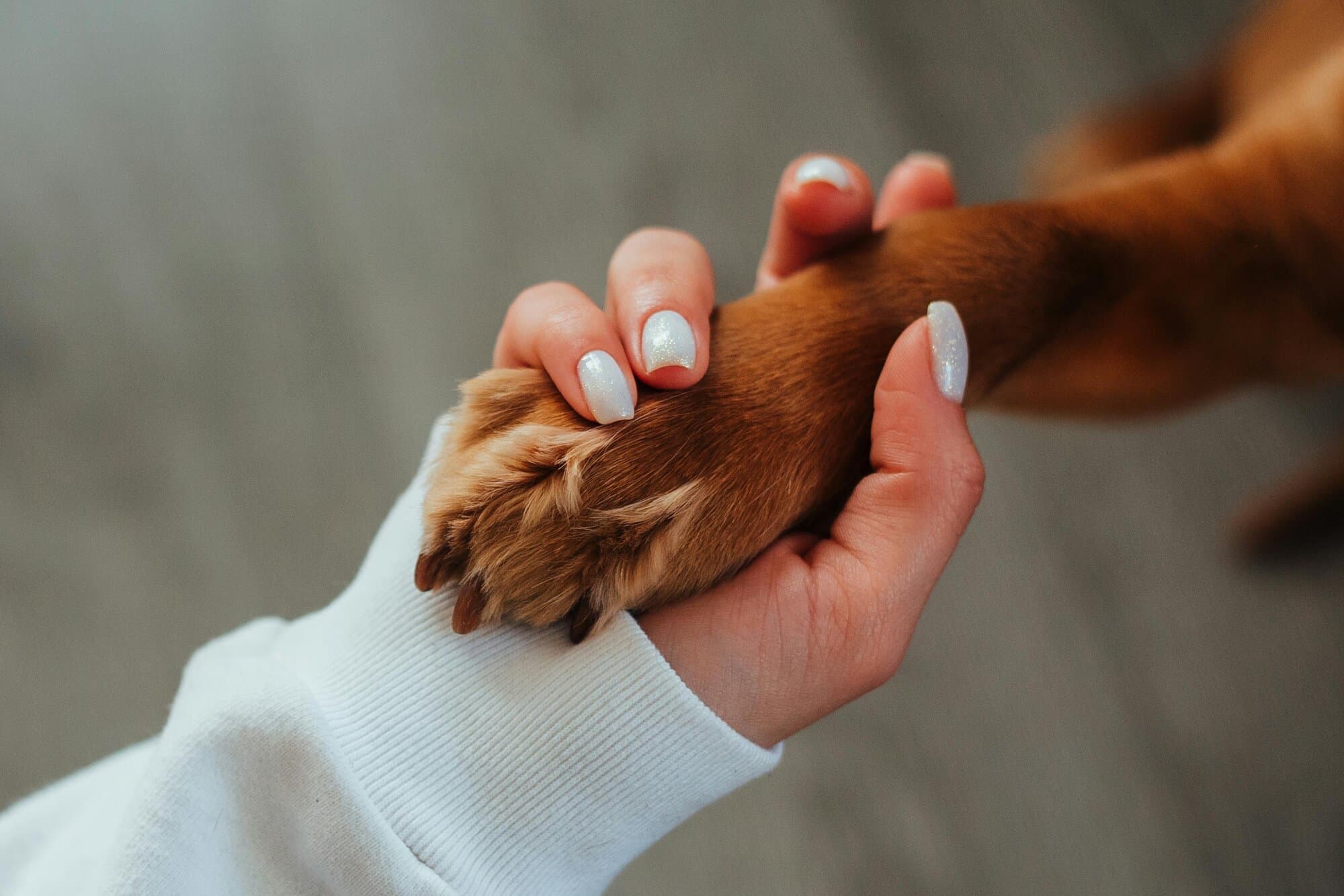 Dog Joint Health: Prevention and Natural Solutions
