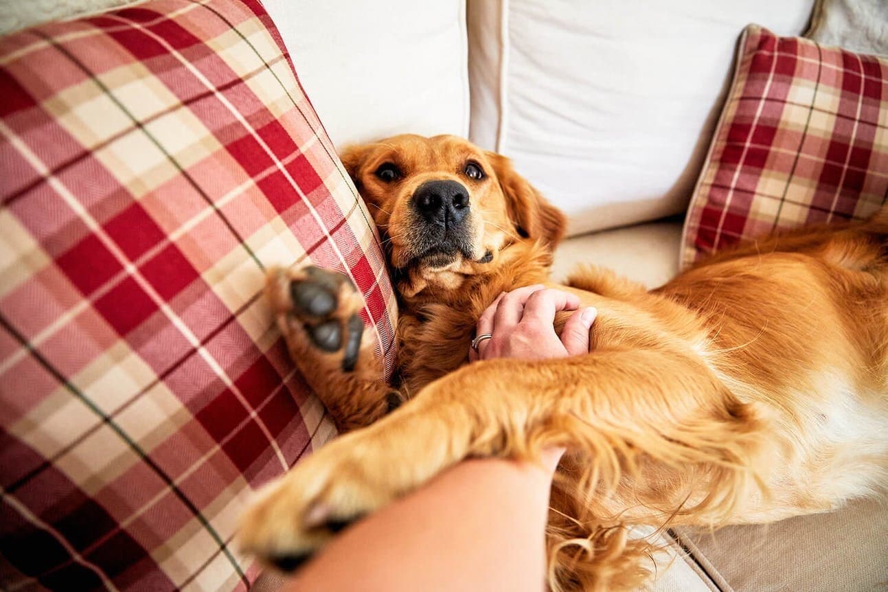 Top ways your dog shows you love