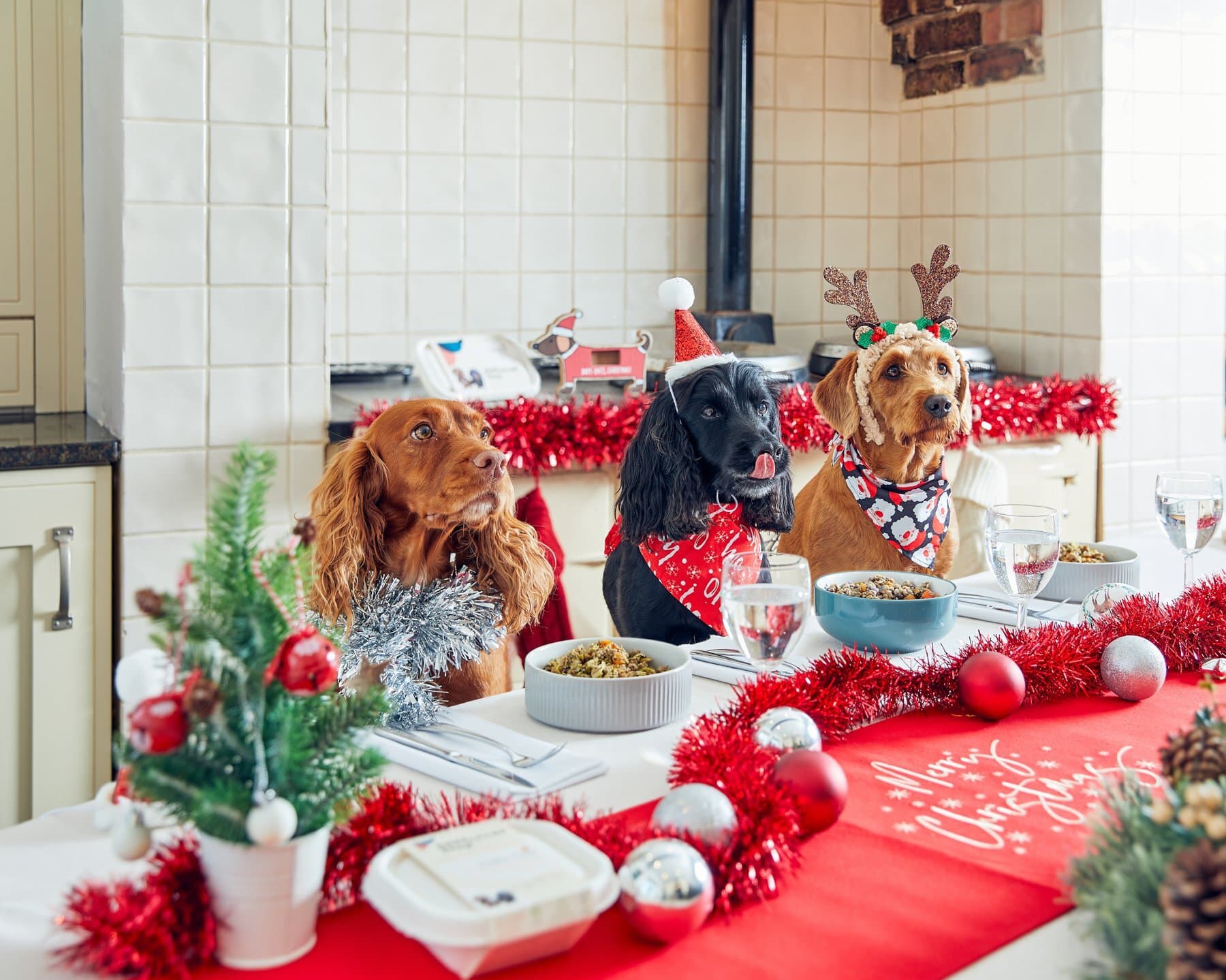 What Can I Feed my Dog for Christmas Dinner