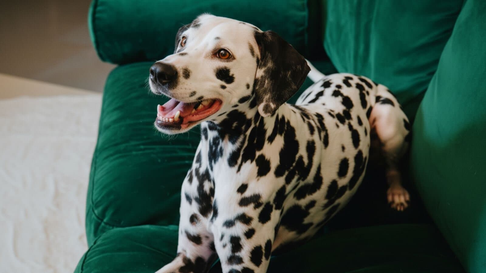 The Great Glow Up: Your Dog's Complete Health Transformation Guide