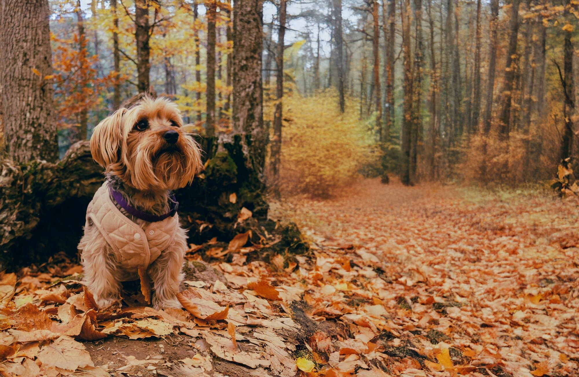 How Do I Keep My Dog Healthy in Autumn? A Seasonal Support Guide