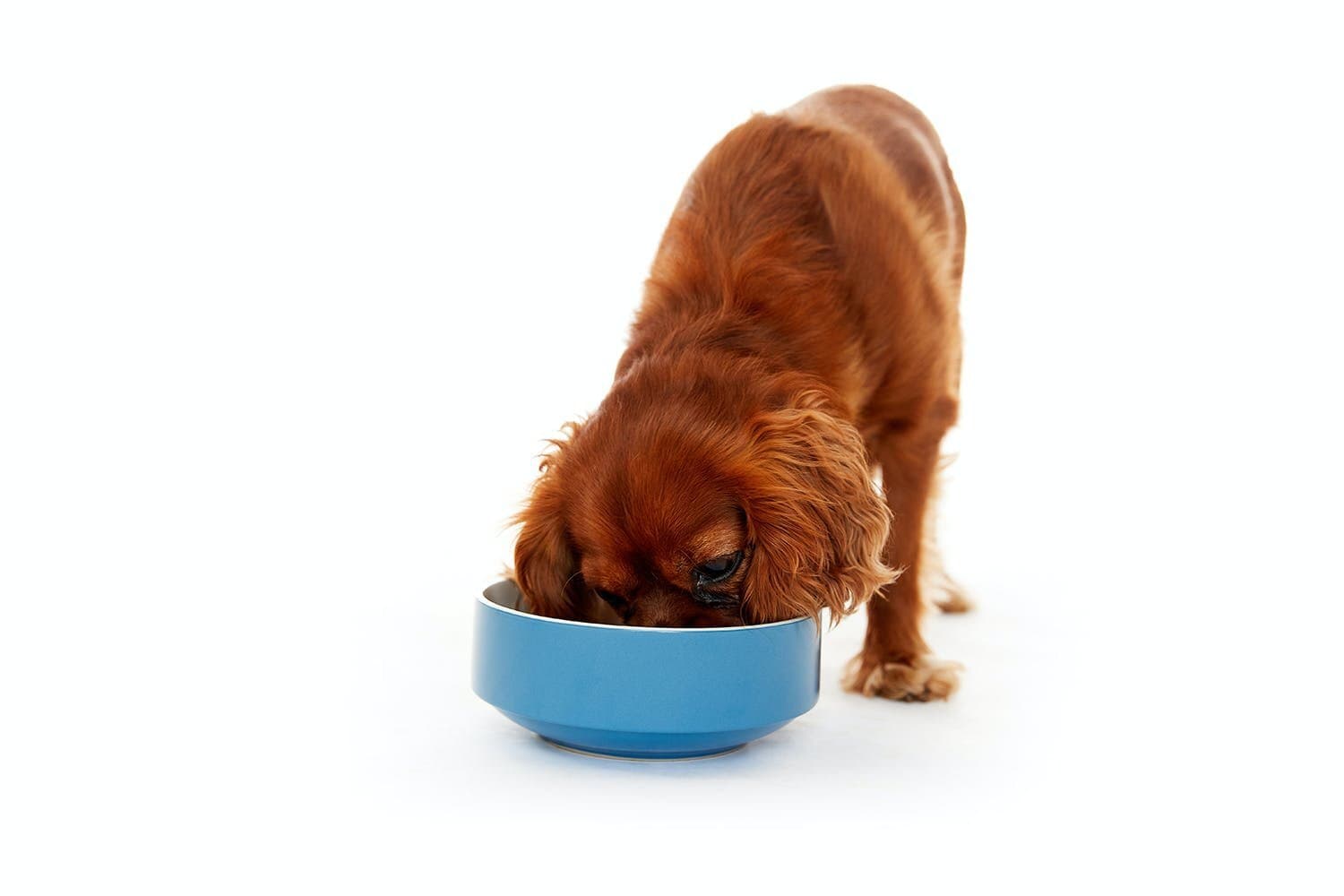 Best foods for fussy dogs