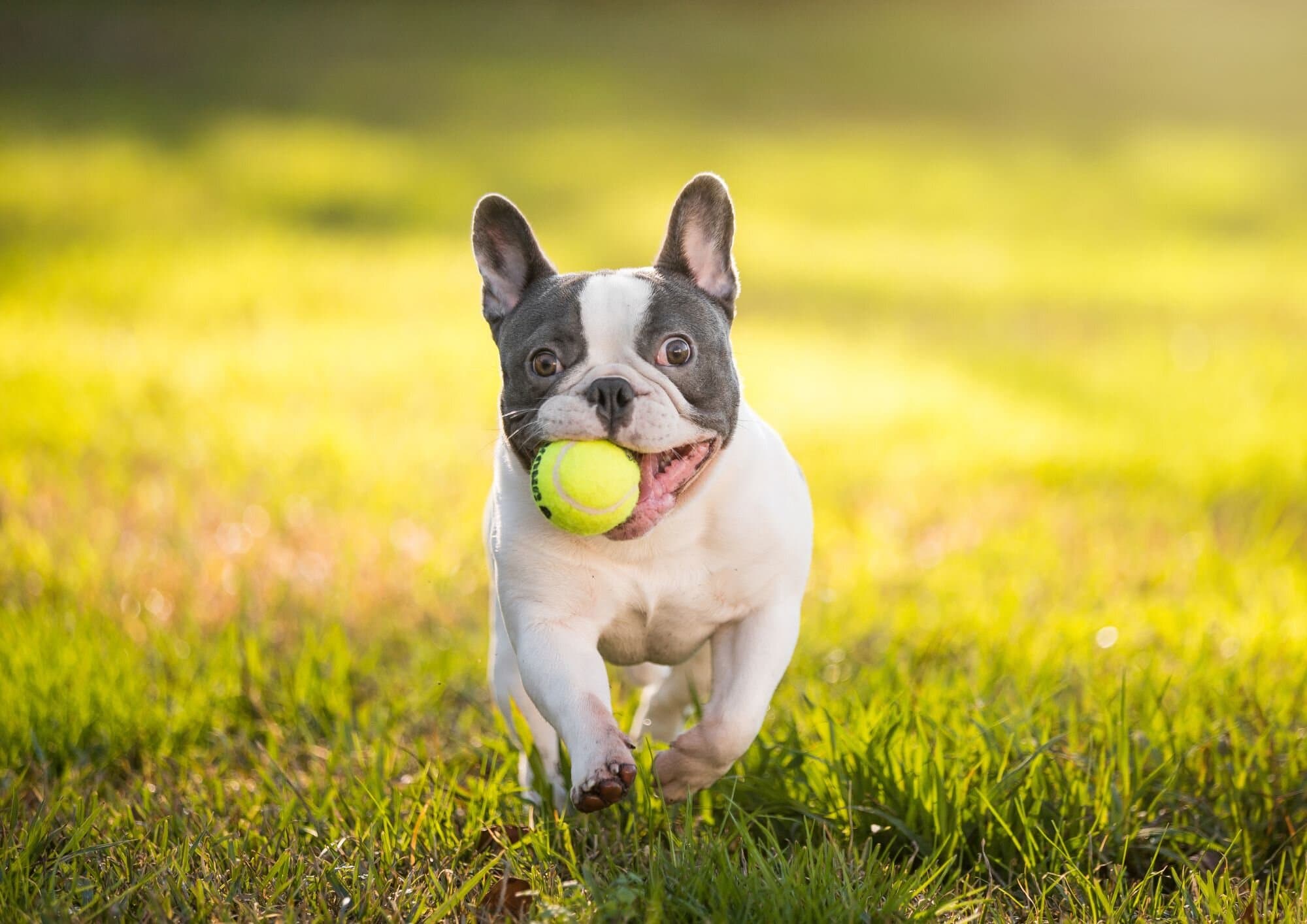 French Bulldog Breed Guide: Temperament, Facts & Diet