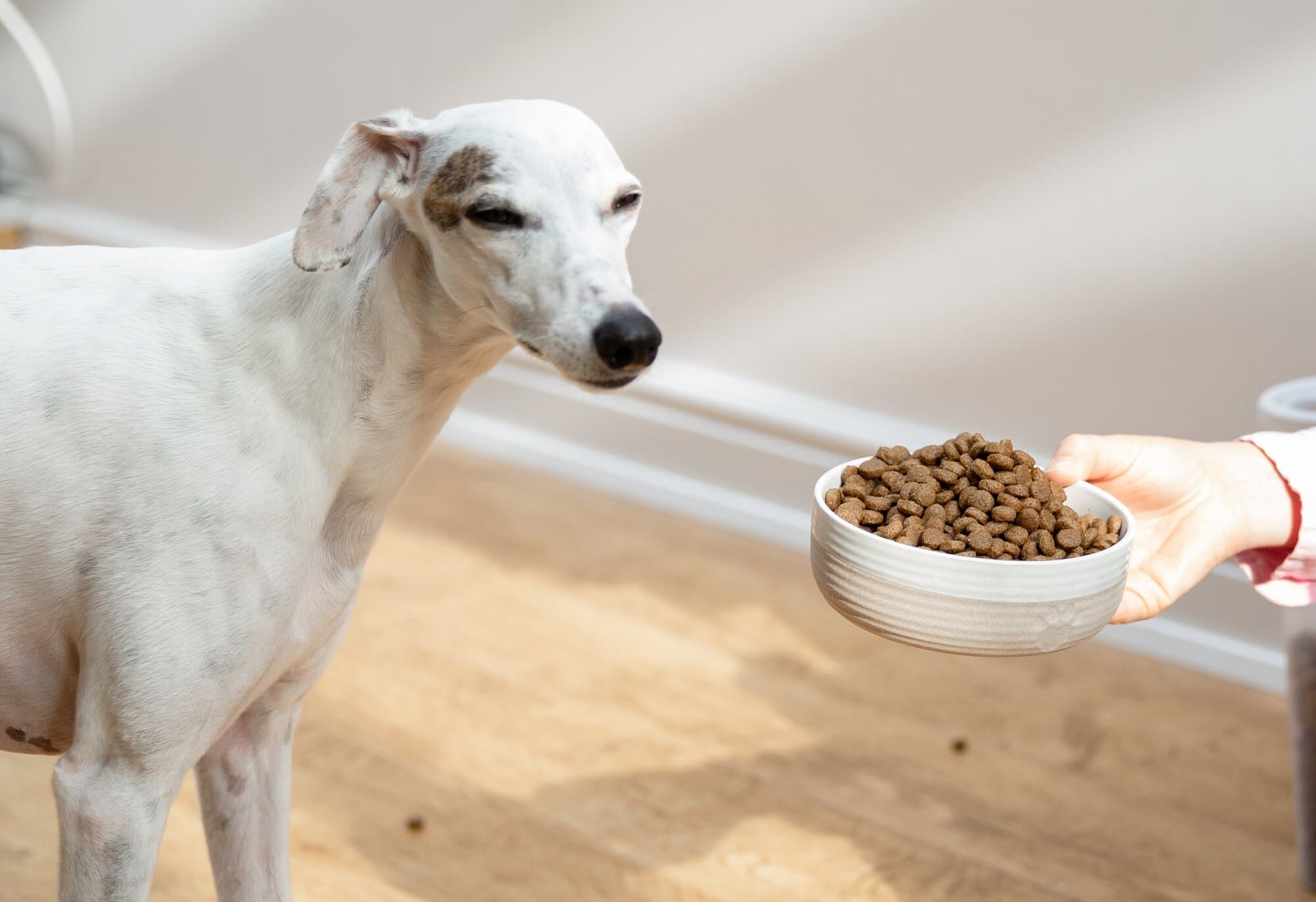 Dog not eating their food? A guide to fussy eaters