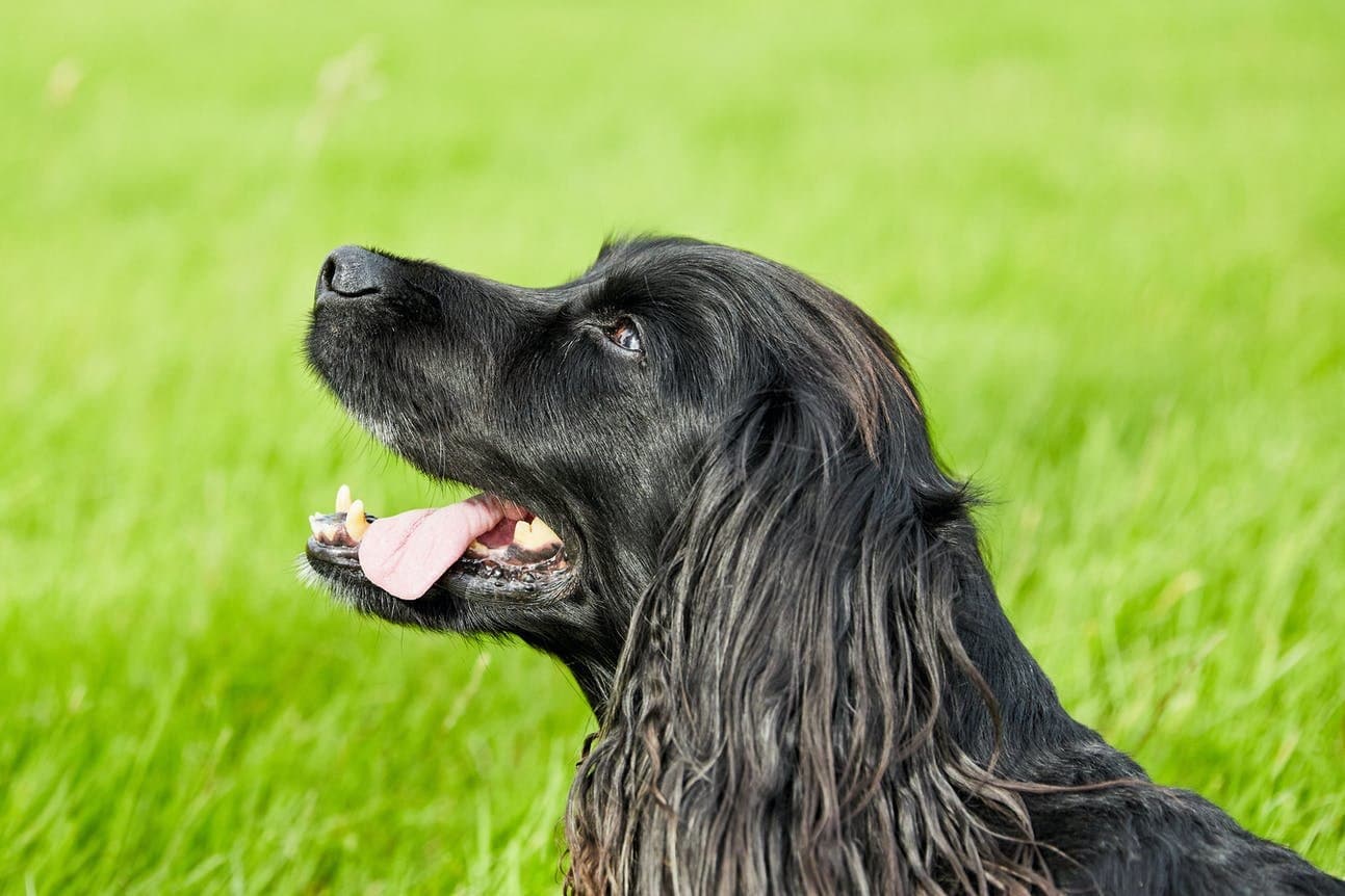 How to teach your dog the ‘Spin’ command