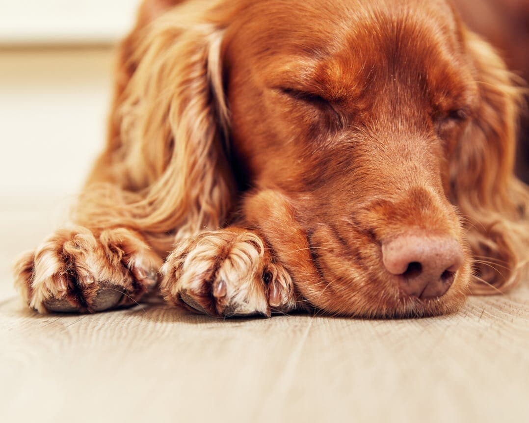 A Love Like No Other: Crumble’s Story