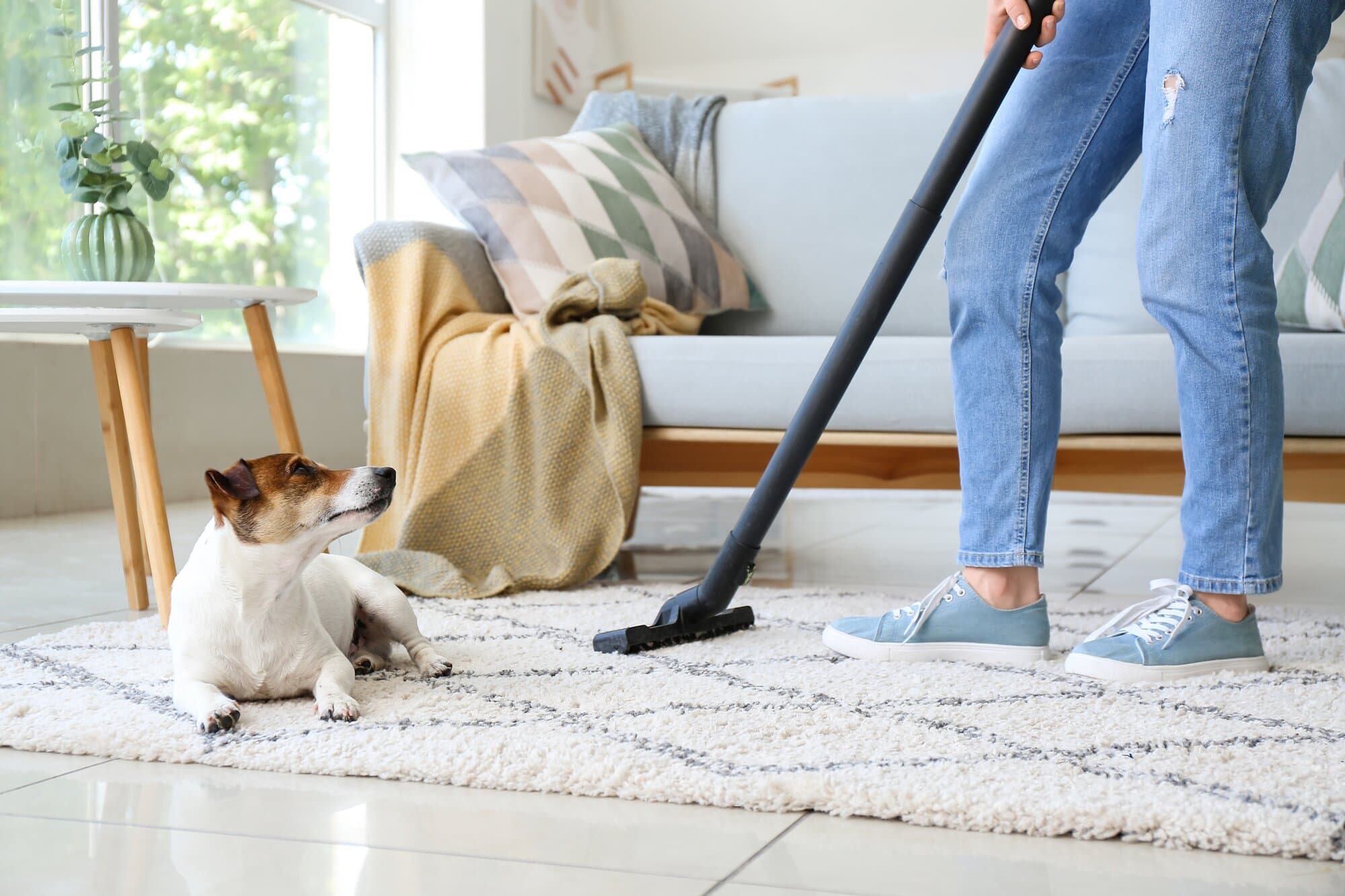 How to spring clean your home with a dog