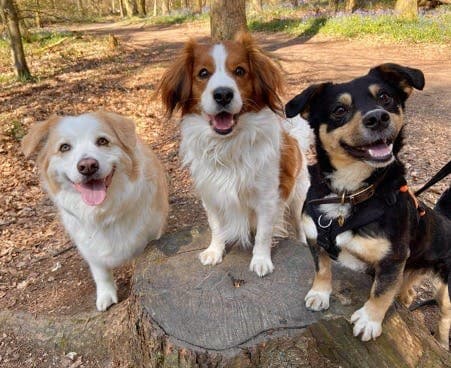 How to teach your dog the 'Paws Up' command