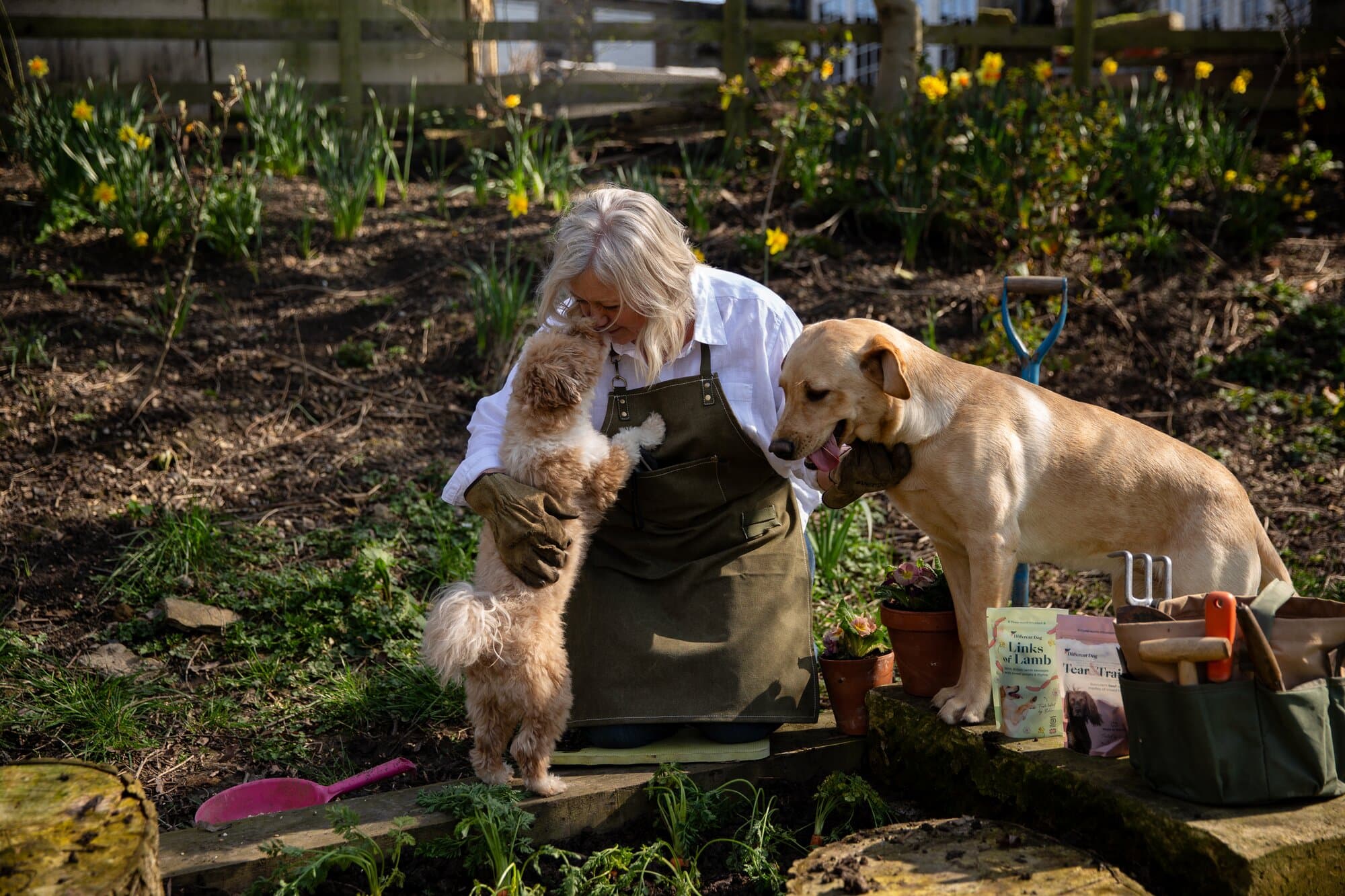How to prepare for rescuing a dog